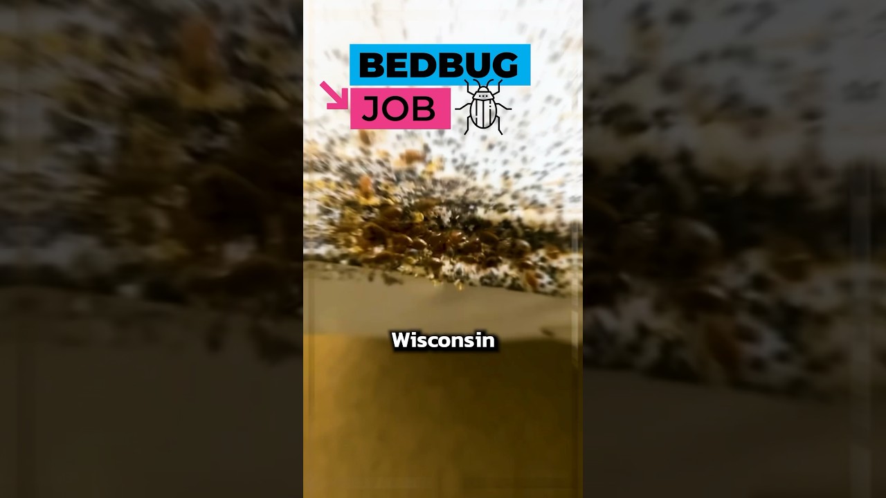 BED BUGS 🐞 How to TREAT them! #bedbugs #pest #pestcontrol