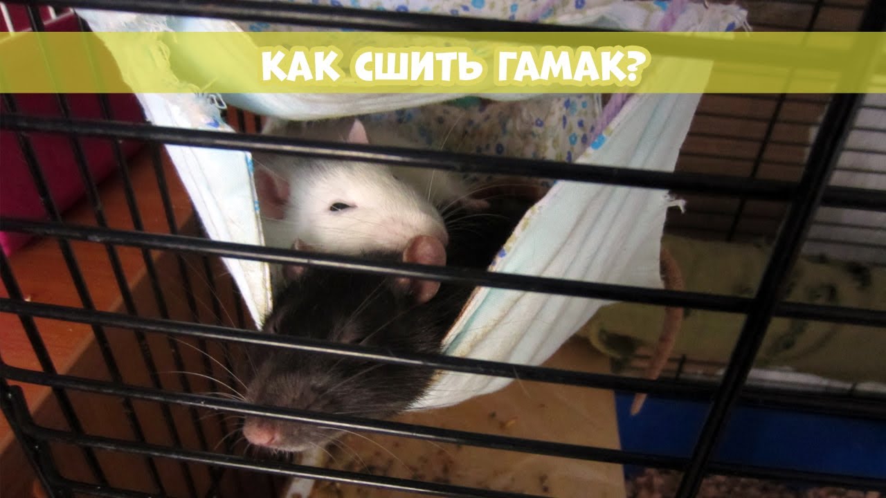 КАК СШИТЬ ГАМАК ДЛЯ КРЫС? || Мастер-класс
