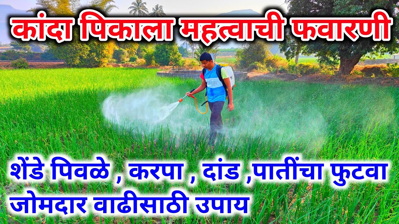 कांदा पिकाला महत्वाची फवारणी | कांद्याचे शेंडे पिवळे पडणे | दांड , पातींचा फुटवा होणार |कांदा फवारणी