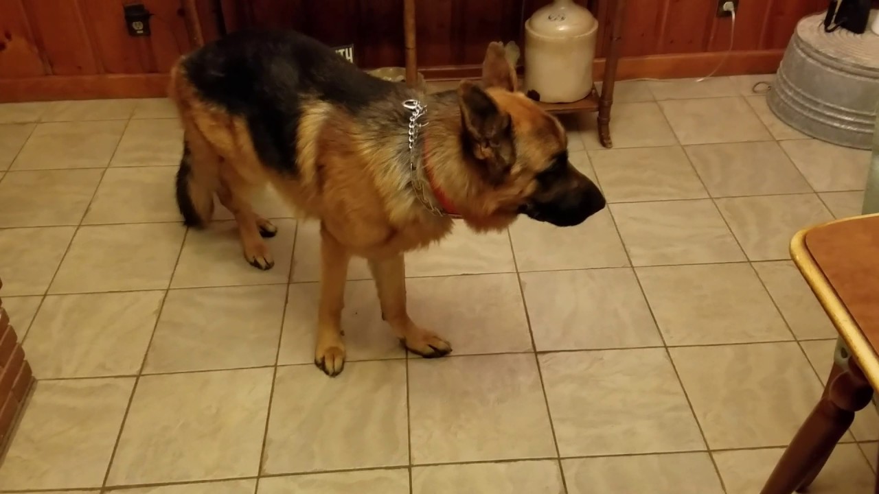 Otis the German Shepherd after getting neutered