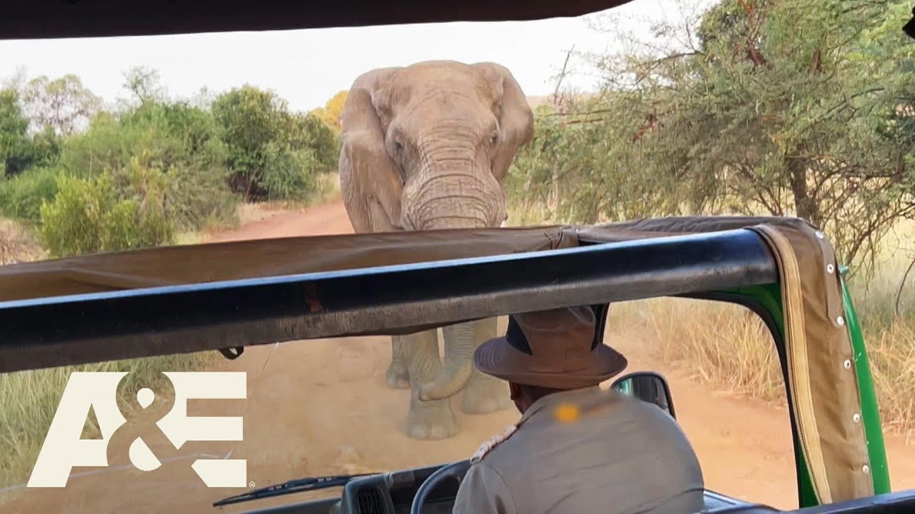 Safari Tour Gone WRONG: Elephant Lifts and Hurls Tourist-Filled Truck | Customer Wars | A&E