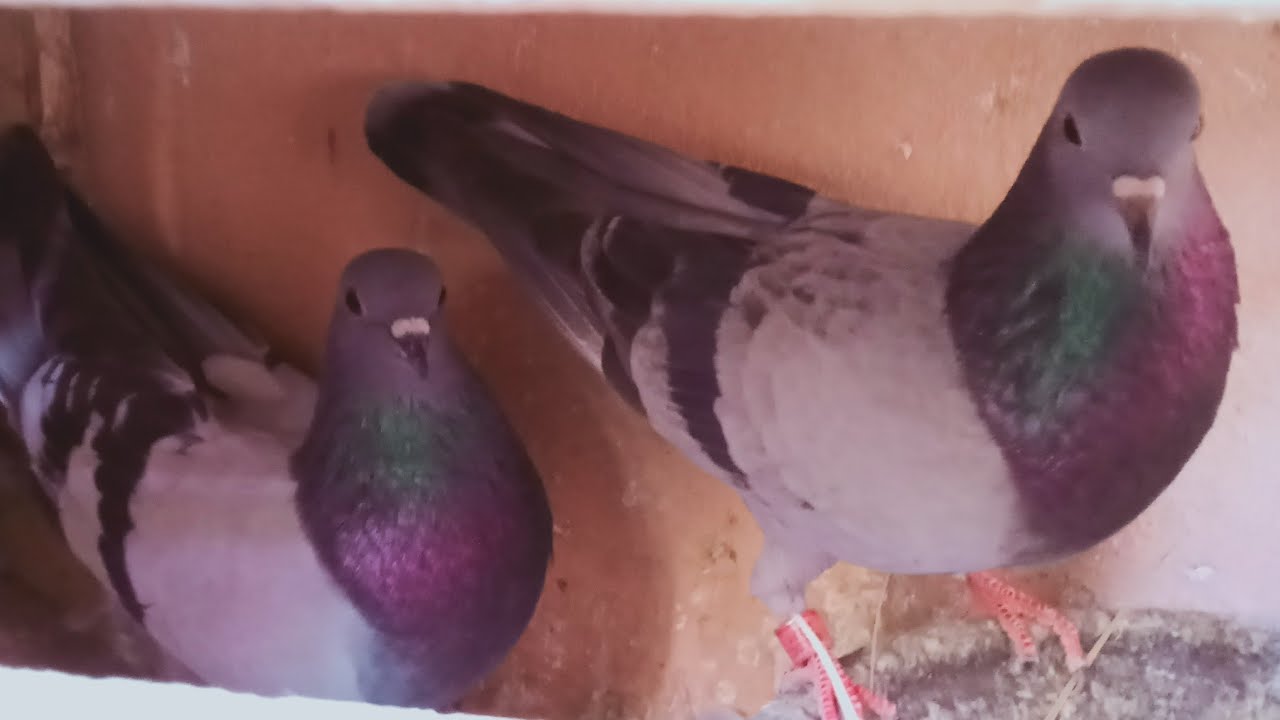 ⚡ دائما الفرجة الهم بارك توليعا في حمام الفعل المراكشي 🕊️❤️🥇