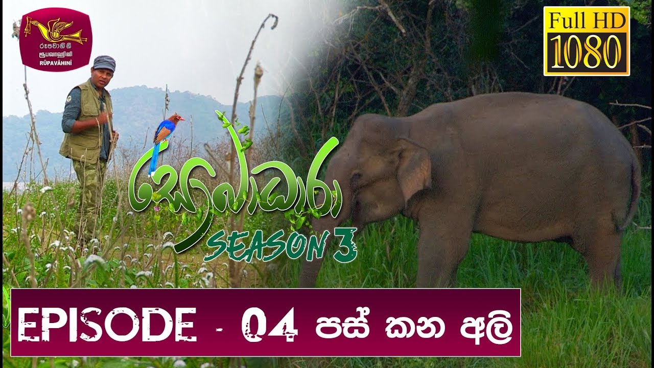 Sobadhara - Sri Lanka Wildlife Documentary | 2019-03-22 | Elephant in Sri Lanka