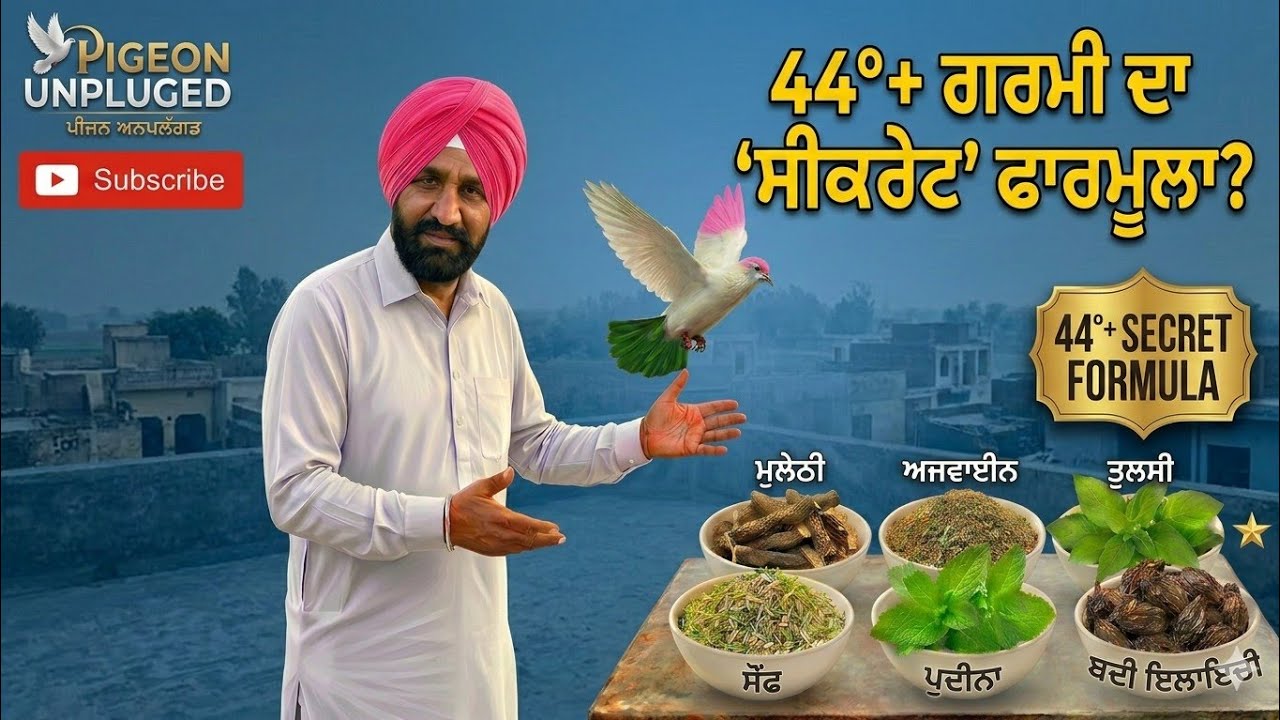 🚨 𝟒𝟒°+ ਗਰਮੀ ਦਾ 𝗦𝗘𝗖𝗥𝗘𝗧 𝗙𝗢𝗥𝗠𝗨𝗟𝗔 🔥 | Pigeon Summer Care 💯 𝘿𝙚𝙨𝙞 𝙉𝙪𝙨𝙠𝙝𝙖! 🕊️@pigeonunpluged 