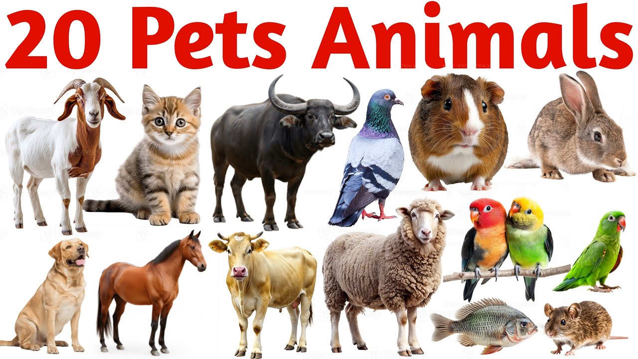 Learn Pet Names | 20 Pets Animals Names in English for Kids Vocabulary Learning Preschool