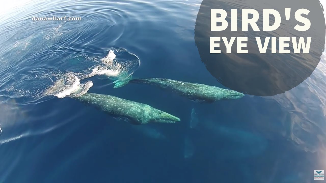 Super Pod of Gray Whales