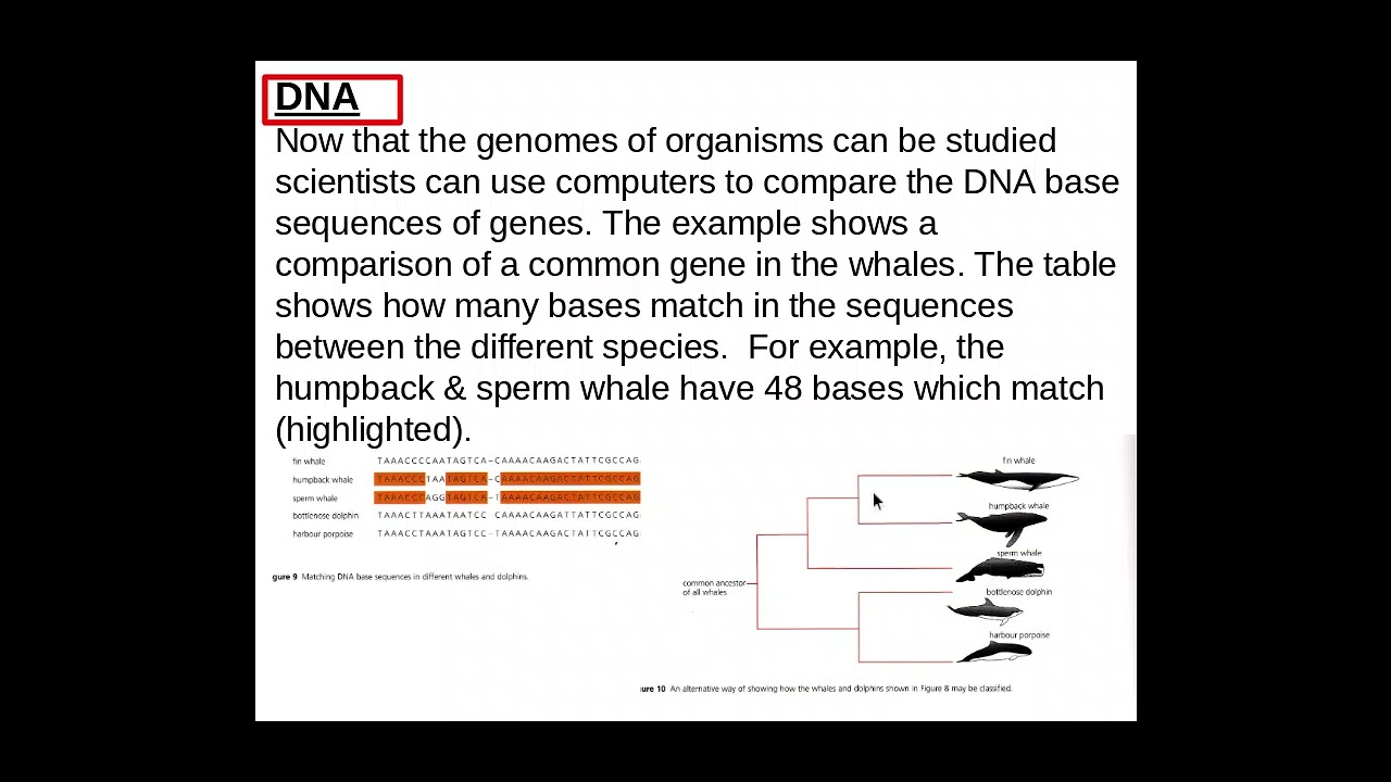 4.2.2. Classification and Evolution c) PART 2 Evidence used to classify organisms