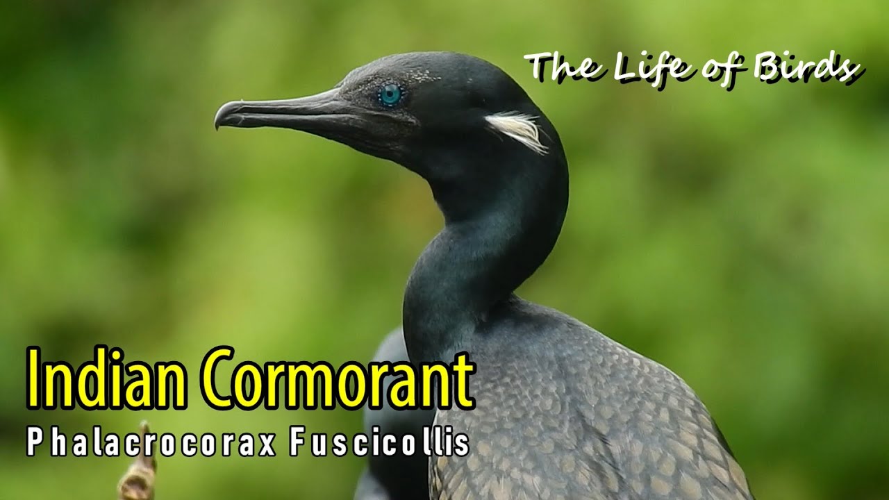 The Life of Birds | Indian Cormorant | Phalacrocorax Fuscicollis