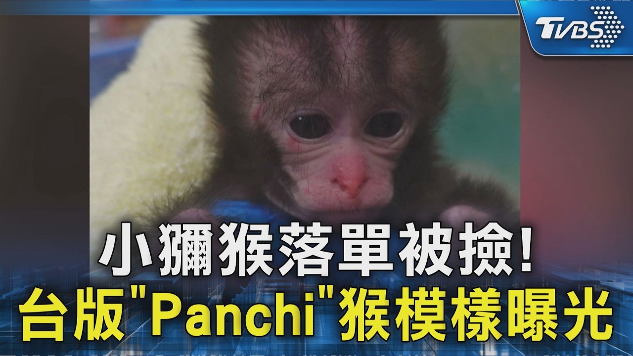 台版「Panchi」猴! 高雄民眾撿到送動物園 棄猴現況曝光｜TVBS新聞 @TVBSNEWS02