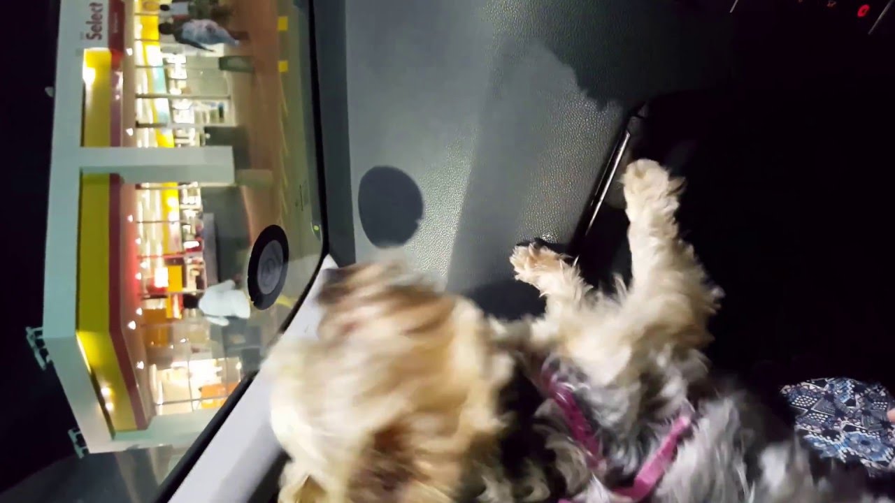 Puppy goes crazy at the gas station (Dont let her size fool you)