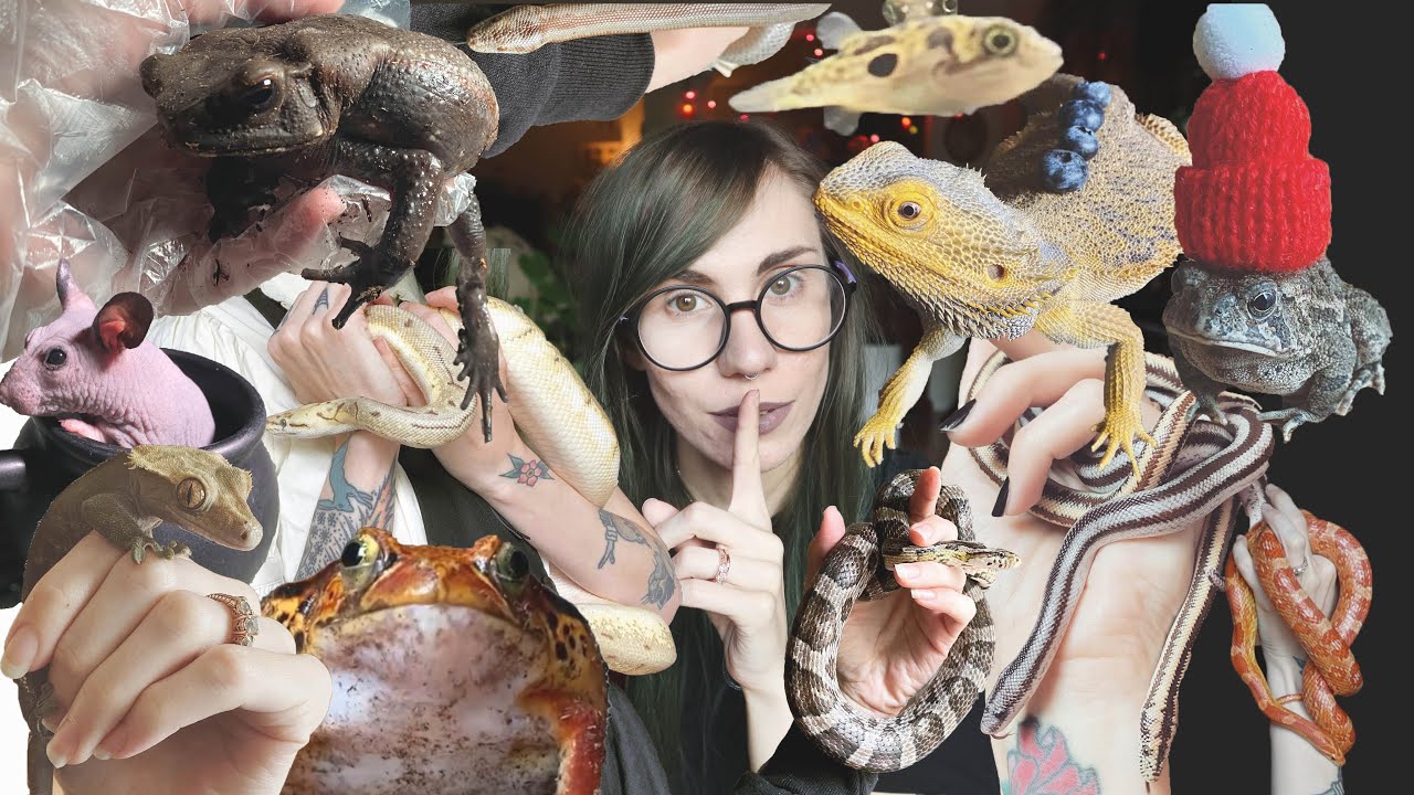 all the pets I DON'T show