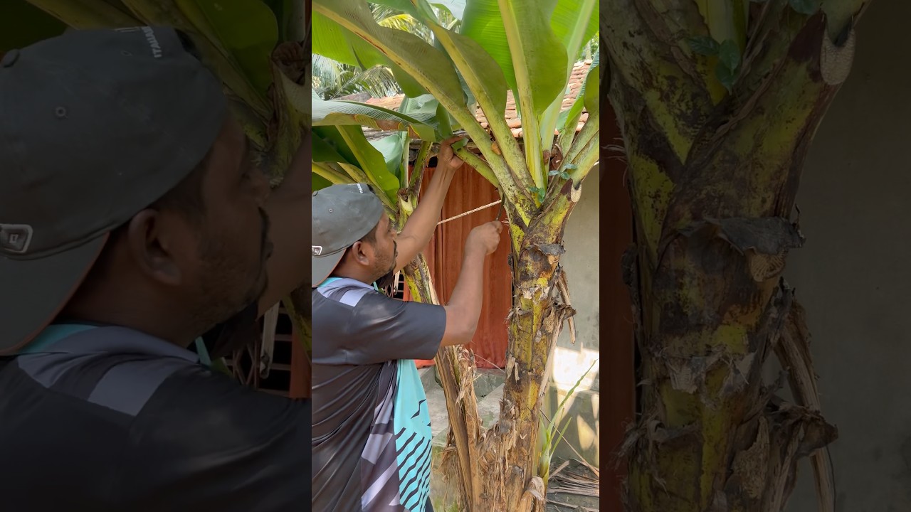 কলার পাতা কেনো কাটবেন #agriculture #farmers #banana