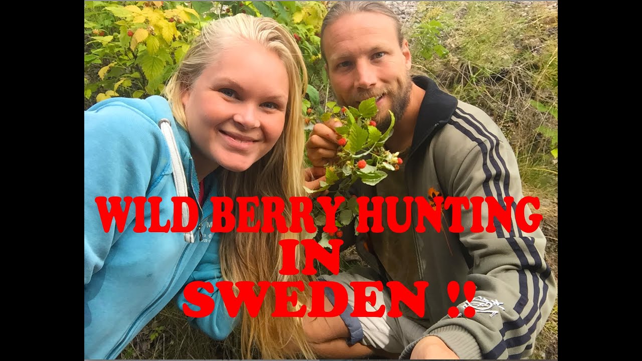 Wild Berry hunting in Sweden!