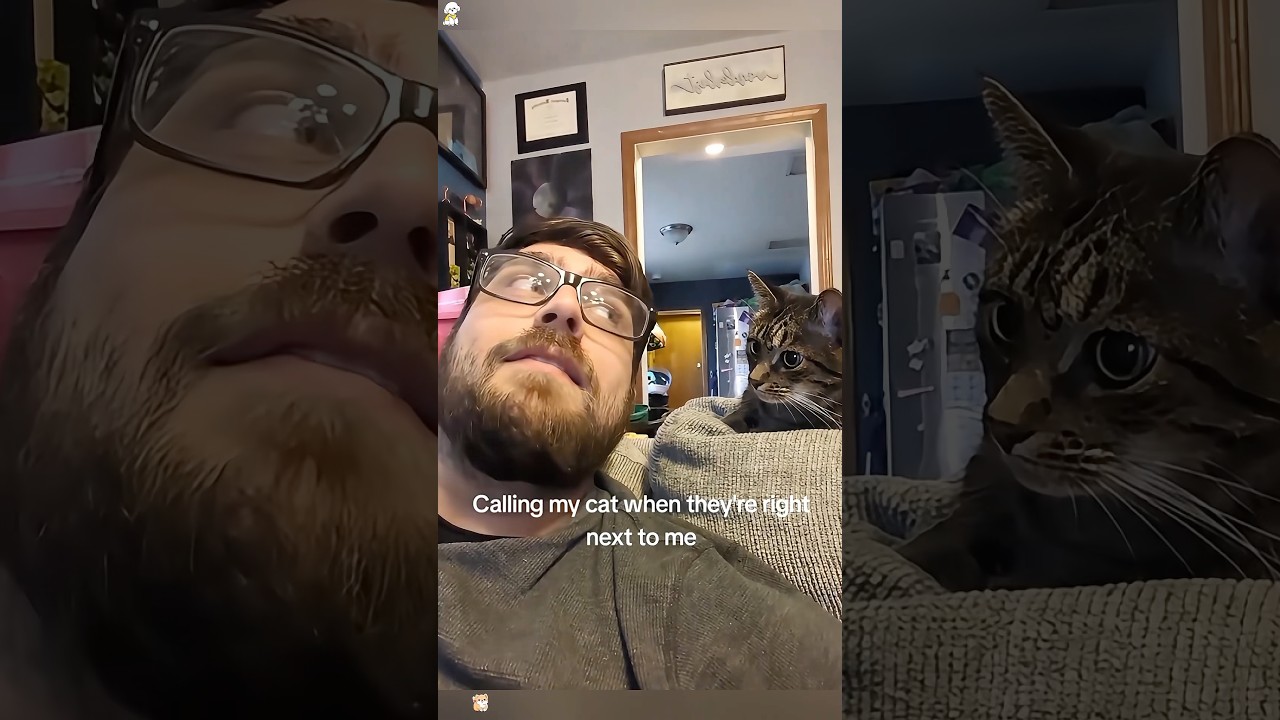 Calling my cat when they&rsquo;re right next to me #haha #funny #funnypet #funnyvideo #cat #catvideos