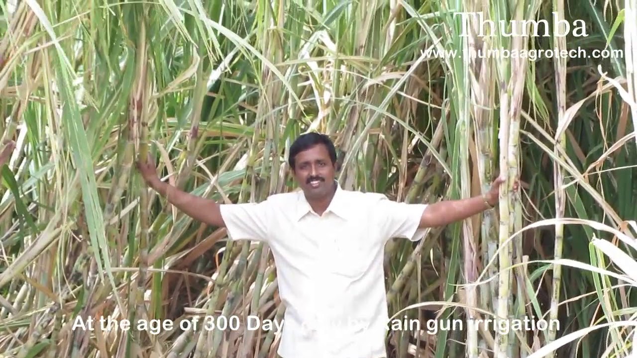 Rain gun System For Sugar cane Crop by Thumba agro Palani