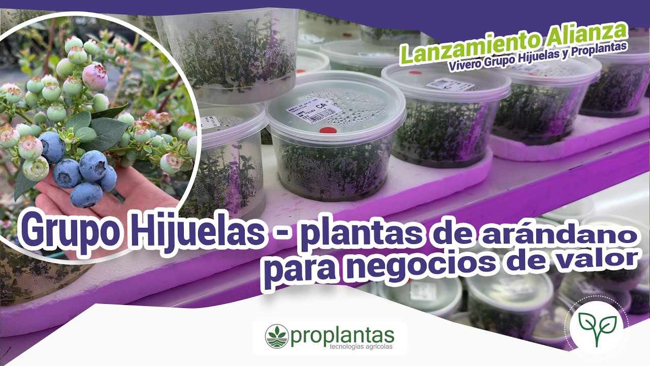 🌱🫐Experiencia de Grupo Hijuelas en el uso de plantas 🫐 para negocios de alto valor. 🌱🫐