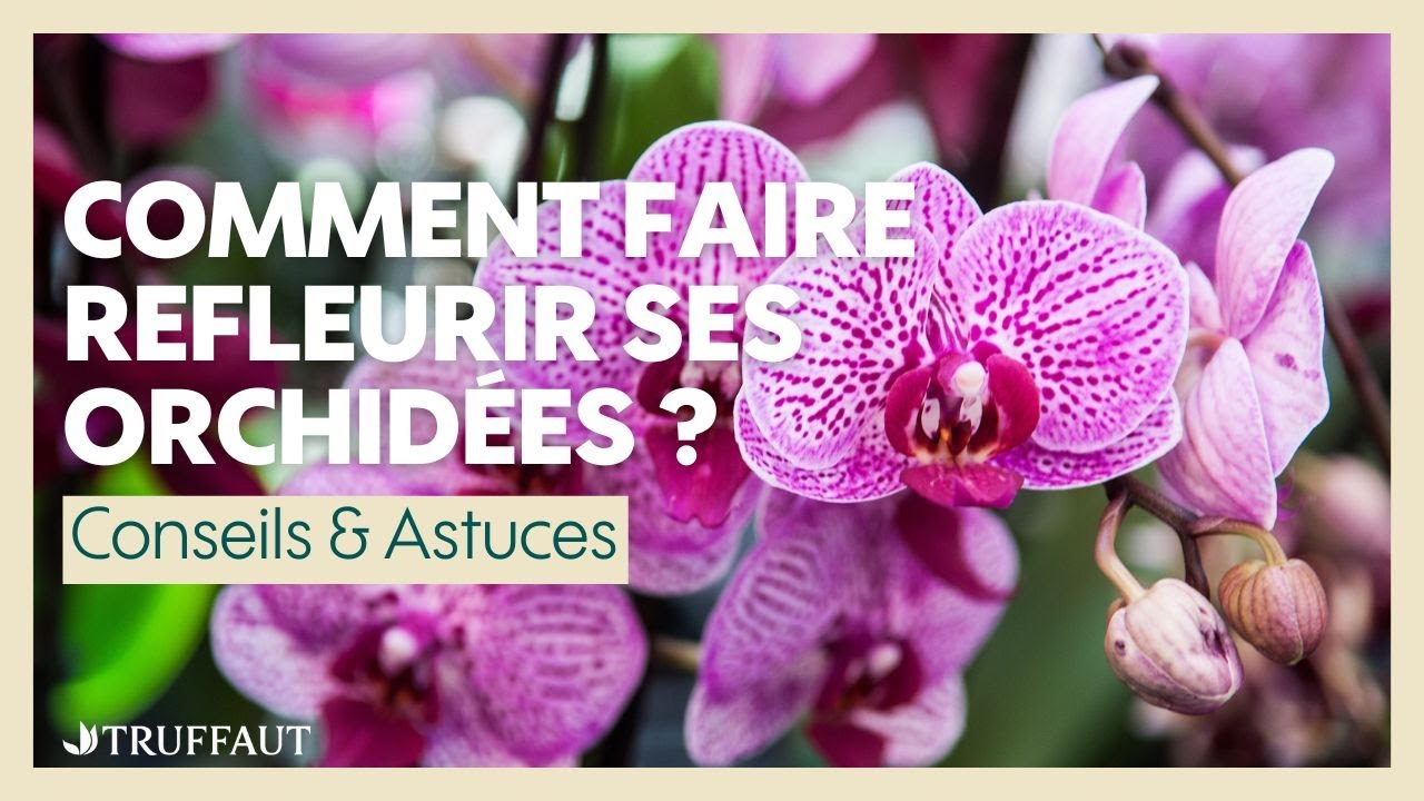 Comment faire refleurir ses orchid&eacute;es ? - Truffaut