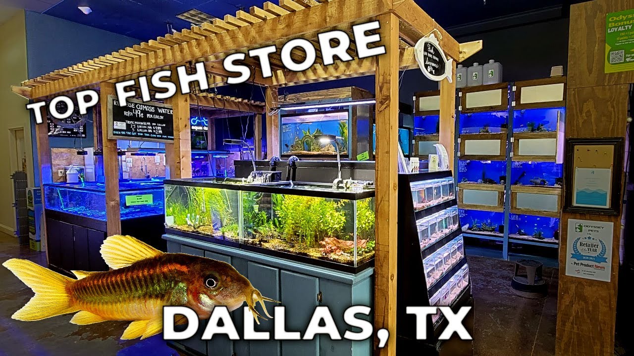 My FAVORITE Pet Store in Dallas, TX [Fish Store Tour]