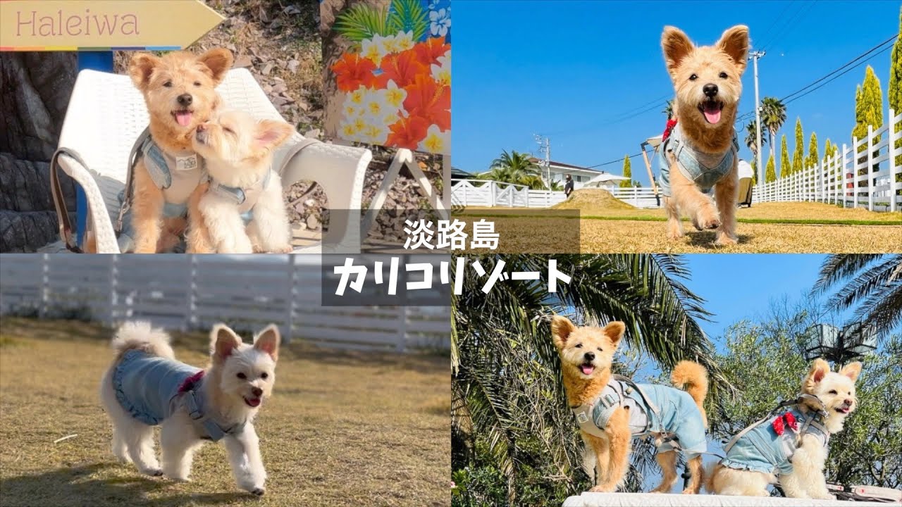 【淡路島】非日常気分を味わえる犬連れ大人気スポットを満喫！！