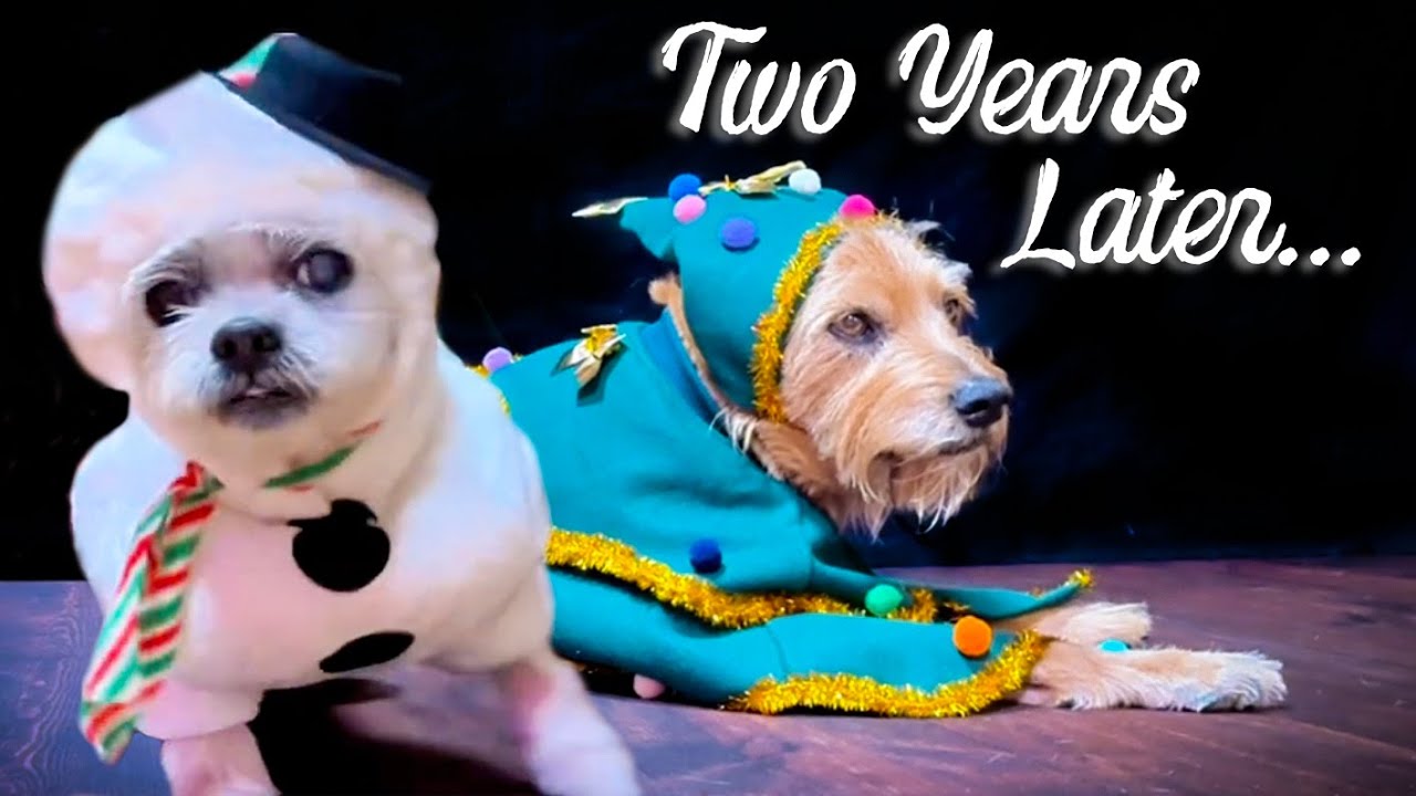 Seeing These Senior Dogs Again After Two Years Broke My Heart (In a Good Way)