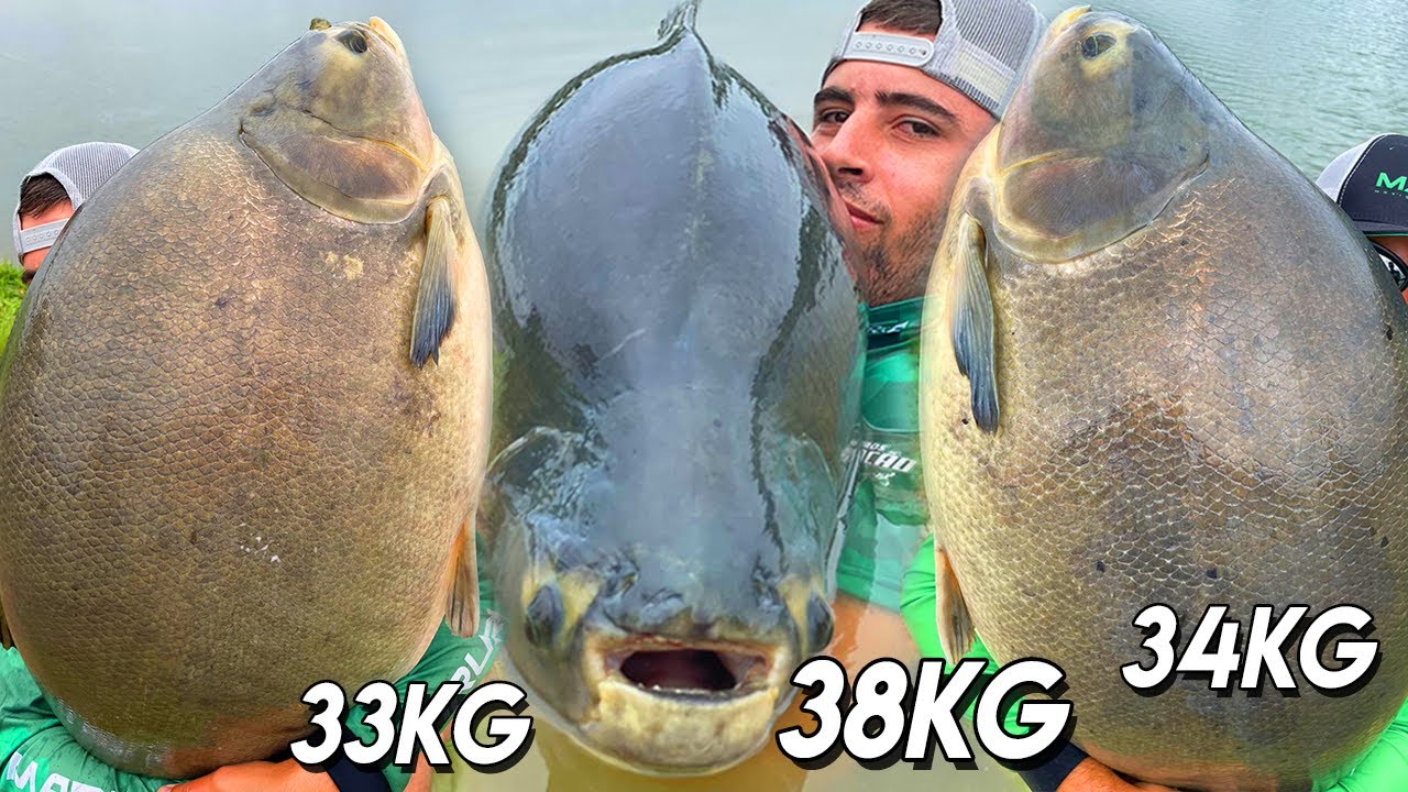 MAIOR TAMBA DE MG e 3 TRINTADAS / MELHOR PESCARIA DA VIDA