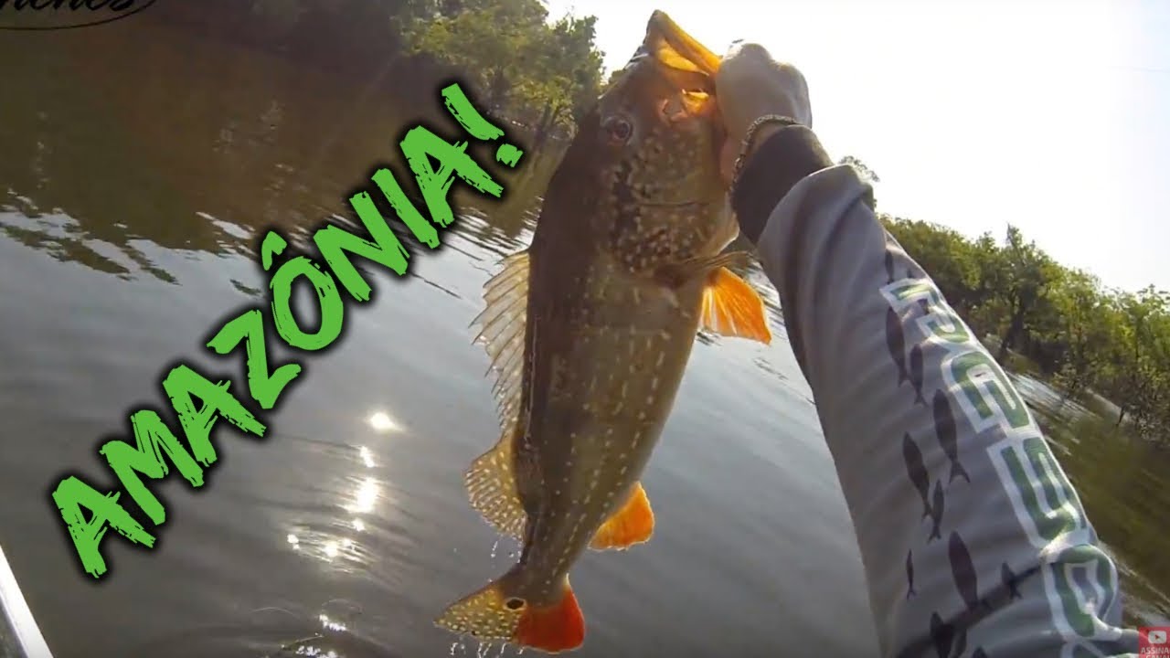 DICA DE PESCA: Shad antienrosco na AMAZÔNIA