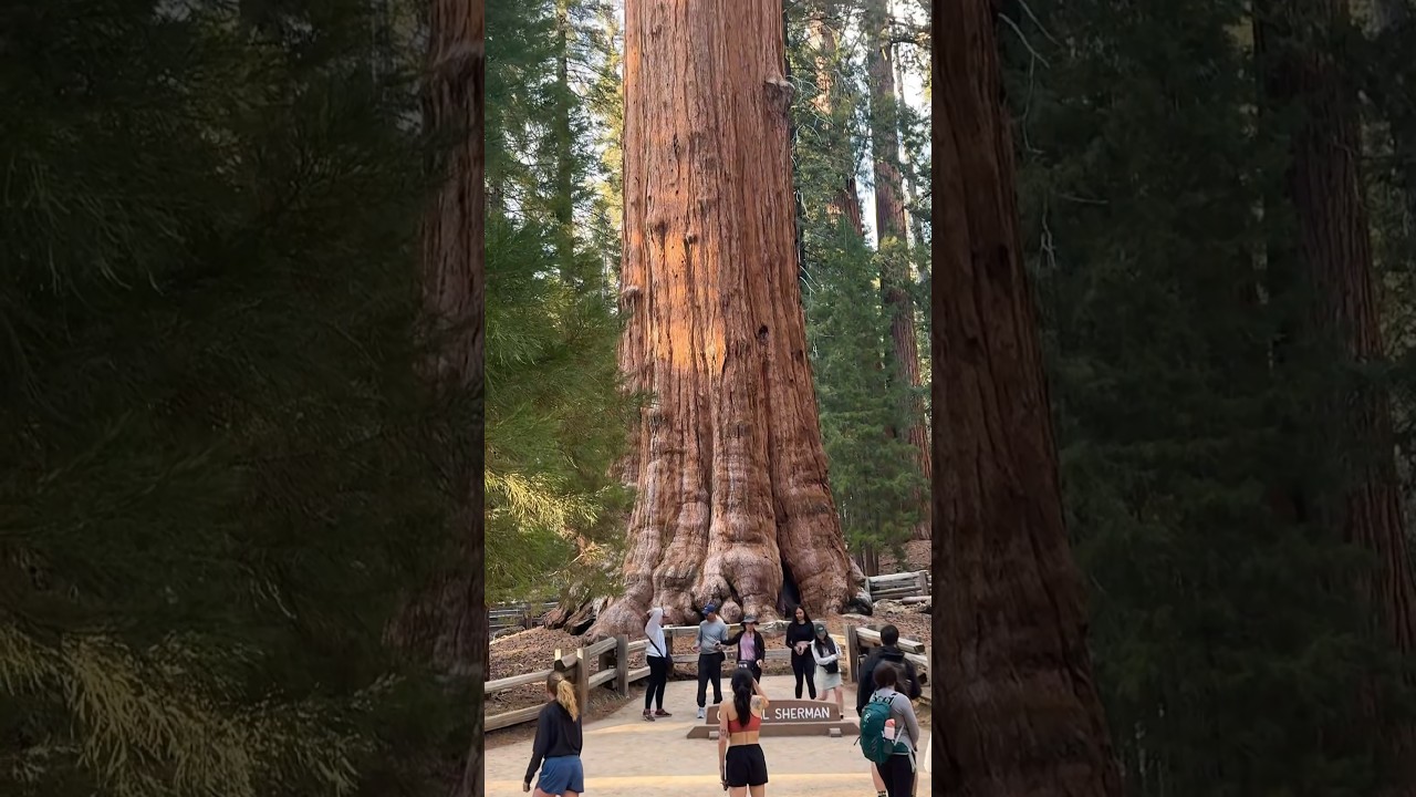 The spectacular General Sherman tree in Sequoia National Park, California. The world's largest tree