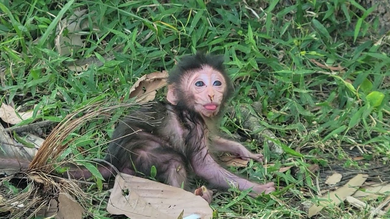 Oh My God! After Giving birth, monkey Elsa feeling so tired now she take a rest on the ground.