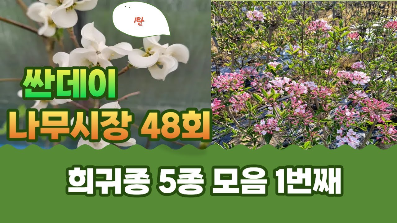 [싼데이 나무시장] 48회, 시중에서 구하기 힘든 수형이나 품종 5가지