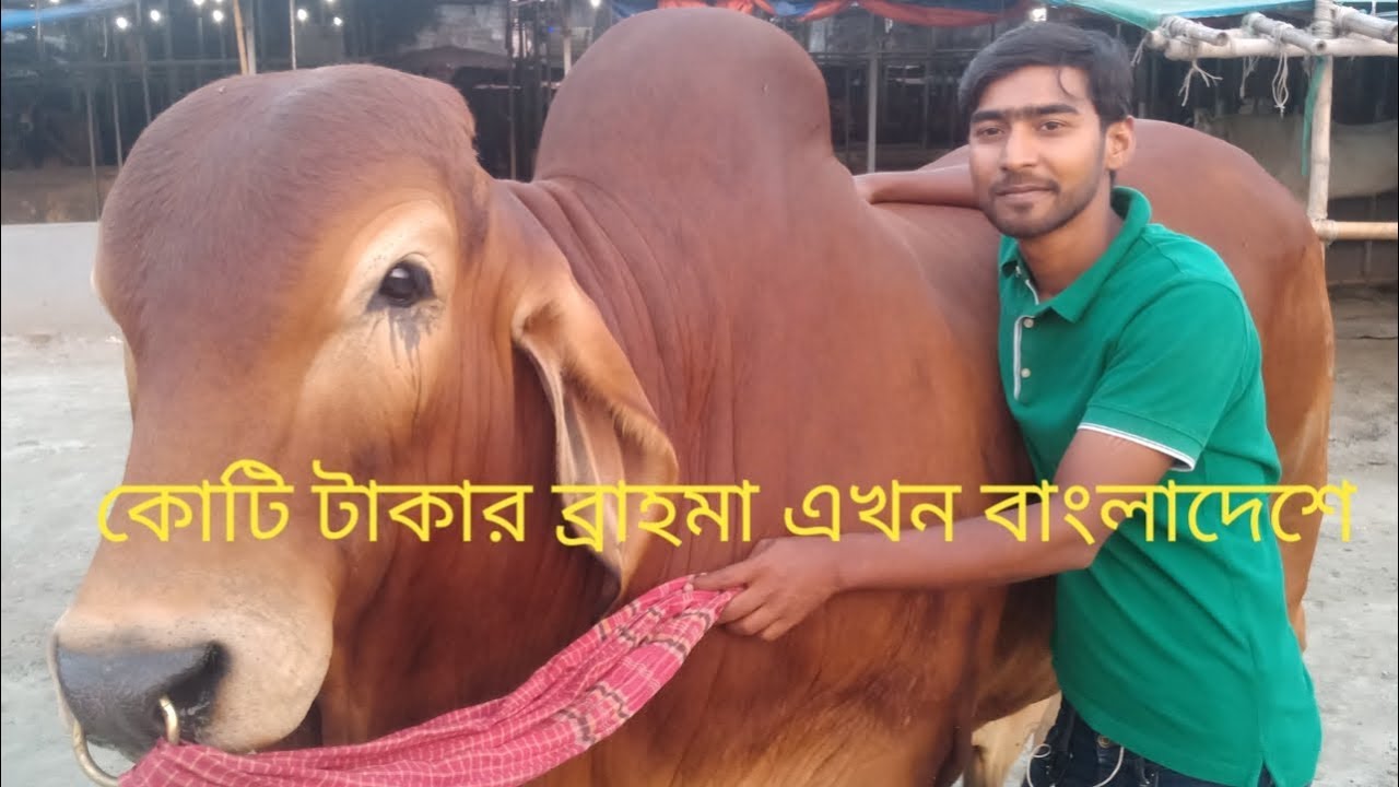 ওয়ার্ল্ড চ্যাম্পিয়ন সেরা ব্রাহমা এখন বাংলাদেশে। Cow farm