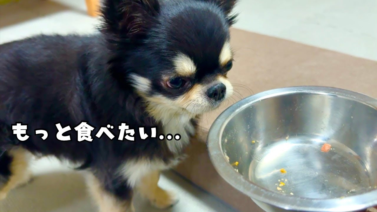 【犬用手作りごはんが届いた！】うちの愛犬が秒速で完食したウマすぎ飯がこちら