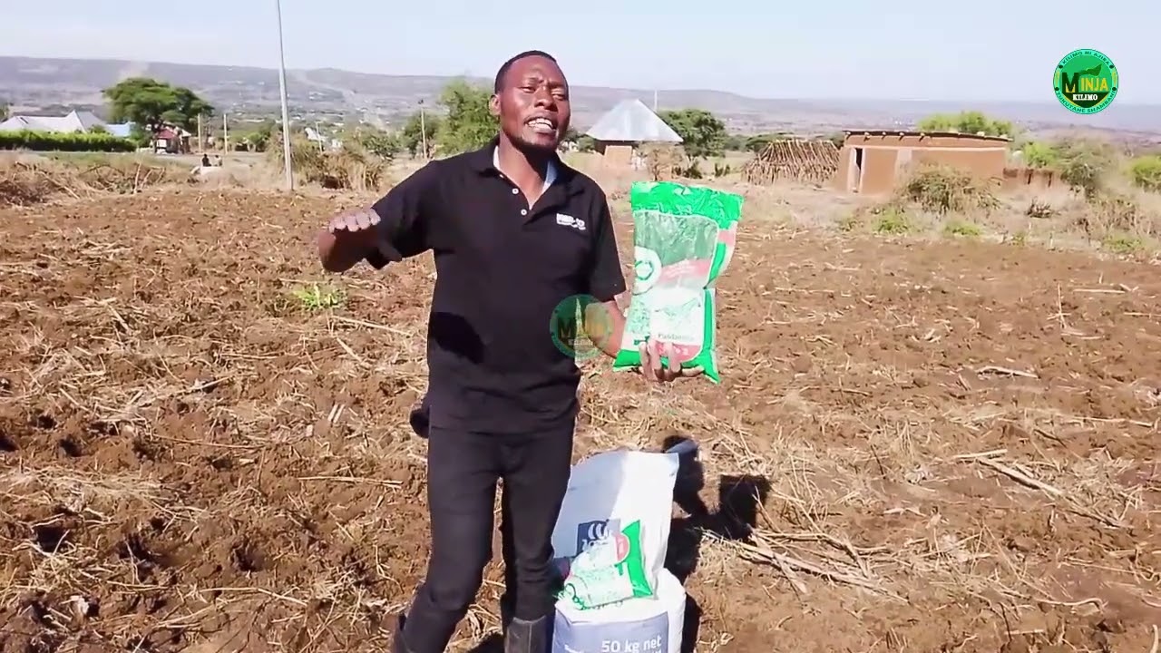 KILIMO CHA MAHINDI JINSI YA KUWEKA MBOLEA YA KUPANDIA