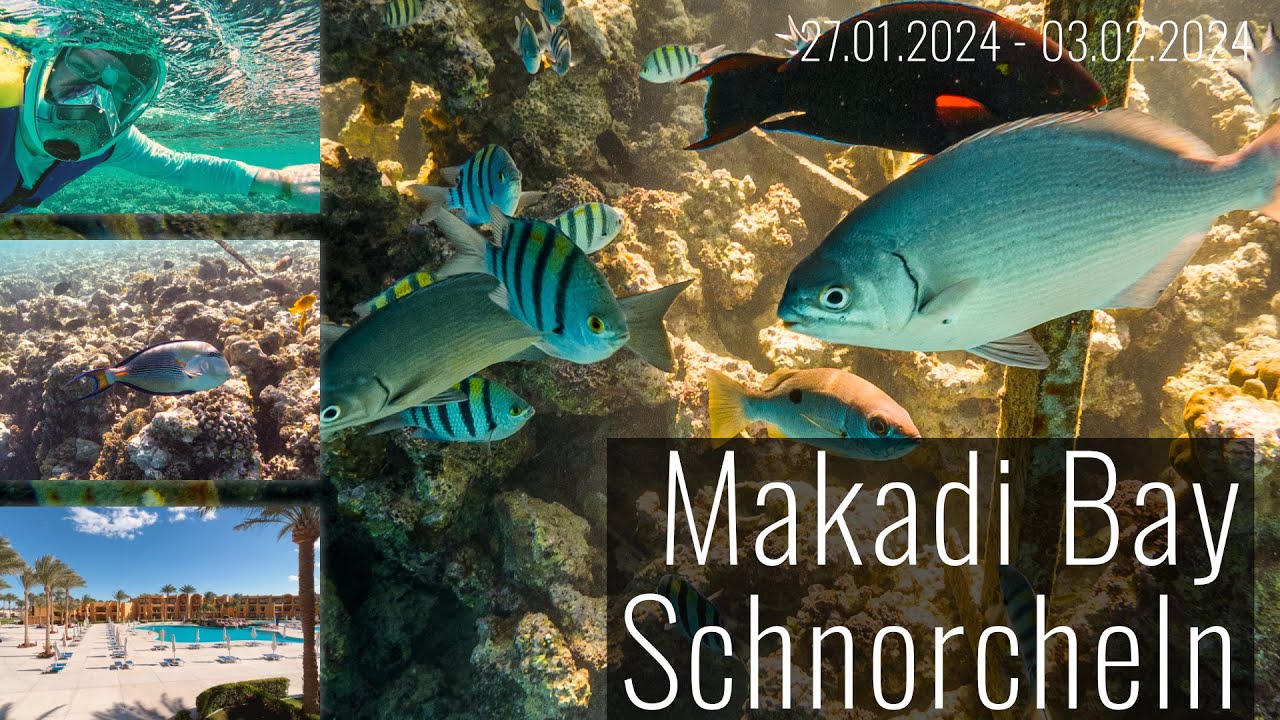 Schorcheln in Makadi Bay | Stella Beach Resort & SPA Hausriff | Rotes Meer | Ägypten
