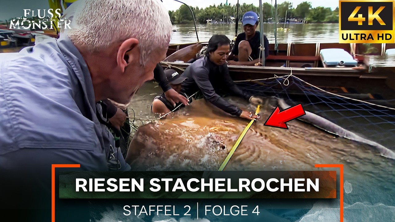 Der größte Stachelrochen der Welt | Fluss Monster Staffel 2 Folge 4 | 4K