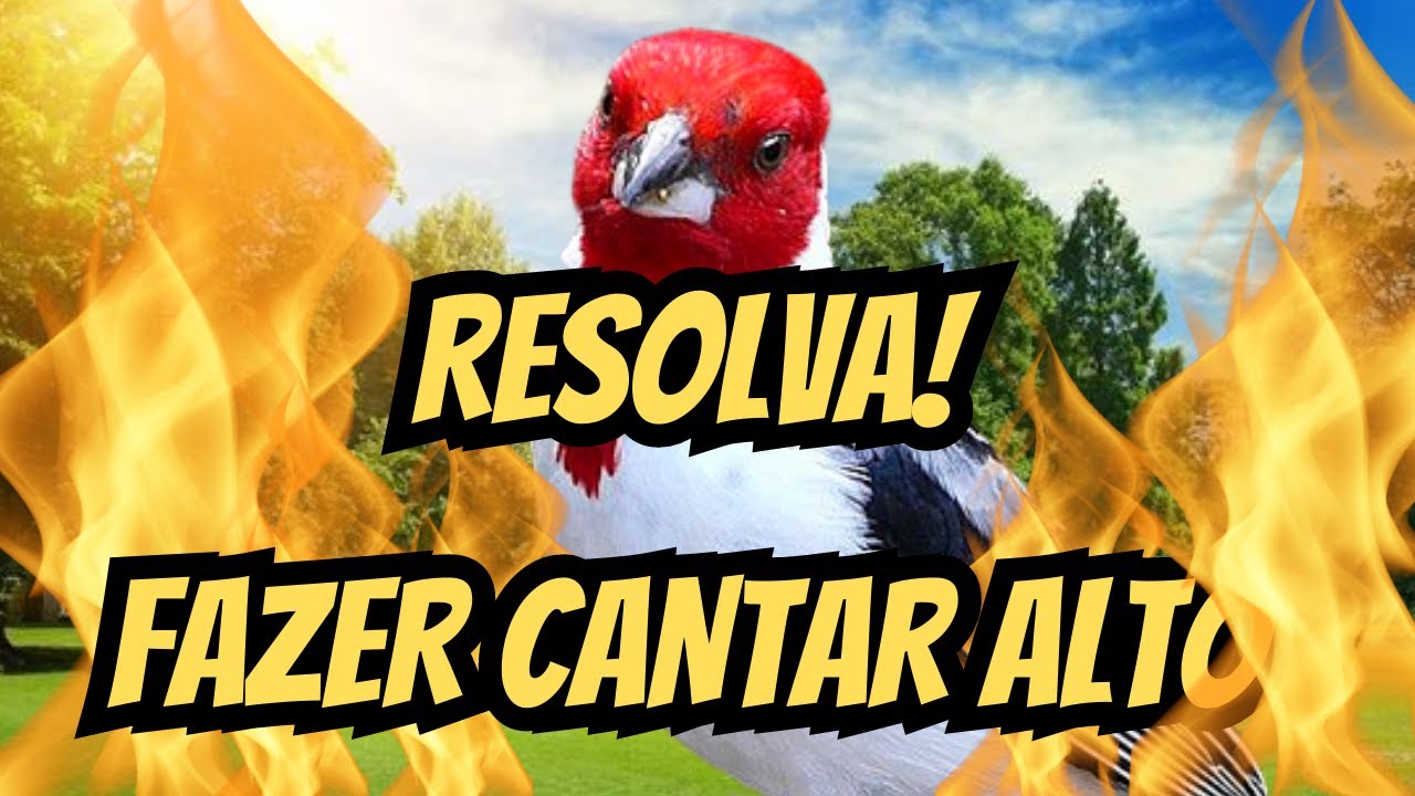 Como fazer galo de campina cantar alto