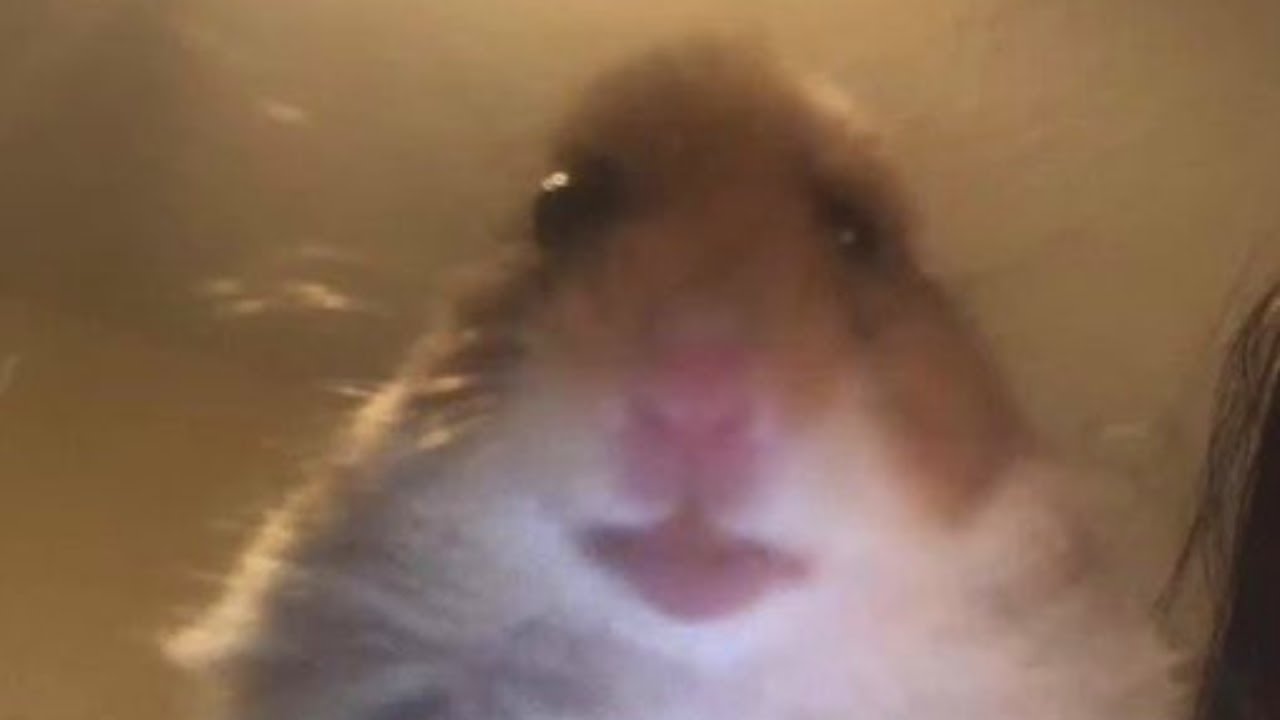 Funny and Cute Hamster Videos Compilation - Funniest Hamsters Of All Time 2022 - #24