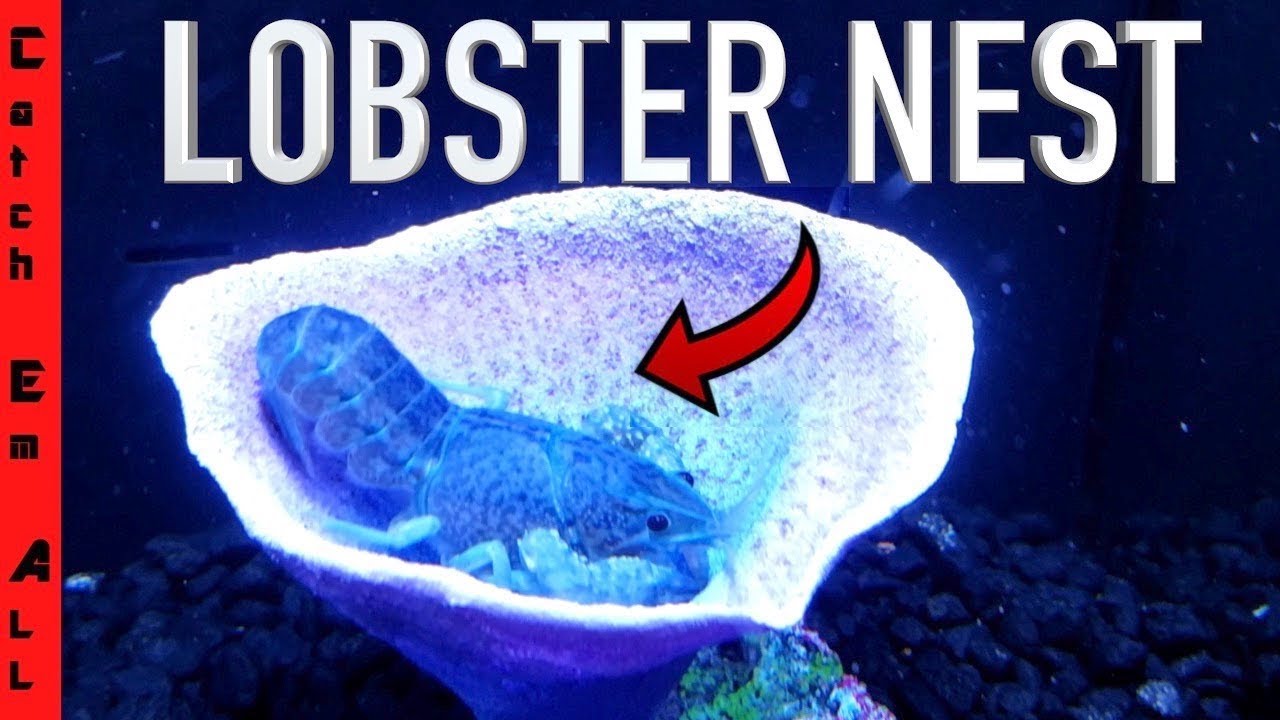 RARE BLUE LOBSTER NEST!