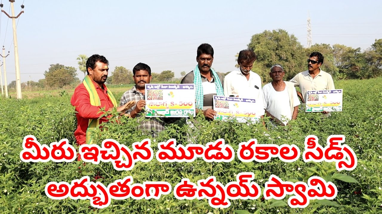 Chilli farming telugu | Mirchi cultivation telugu | Mirchi farming telugu | Mirapa vithanalu telugu