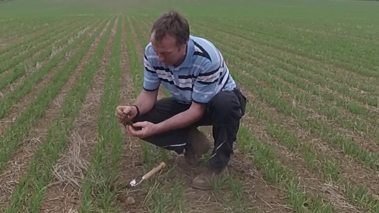 Mzuri protil 3T sown spring oats. Update.