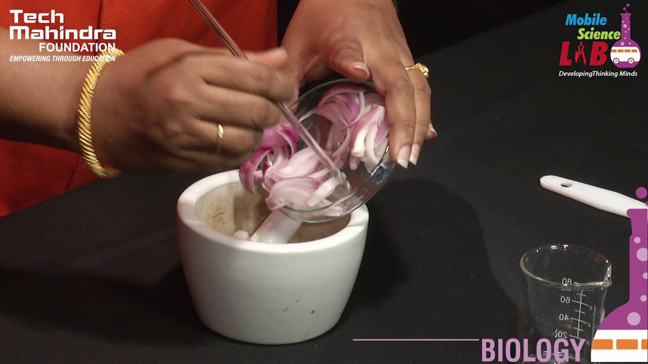 DNA Extraction from Onion