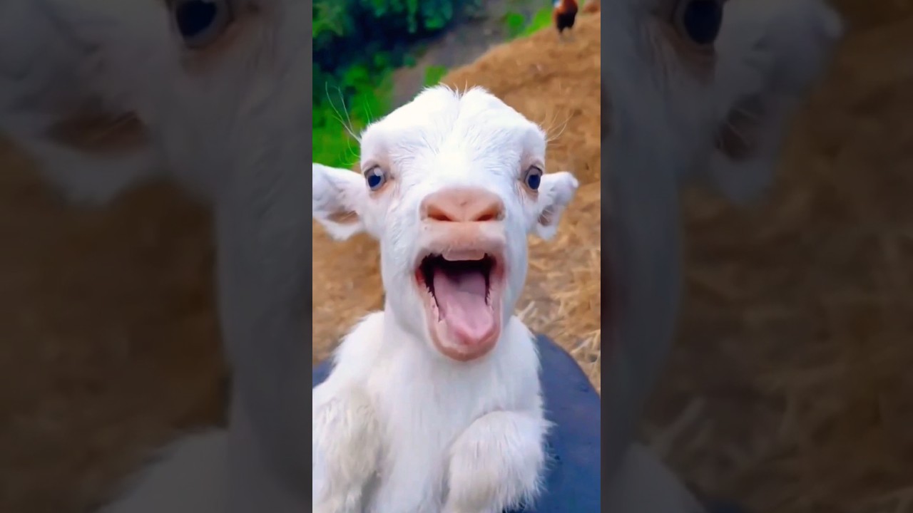 Cute Goat Kid Calling mama&hearts;️&hearts;️👌 #shorts #kids