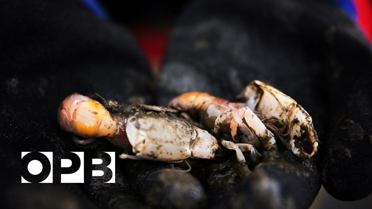 The Threat To Willapa Oysters