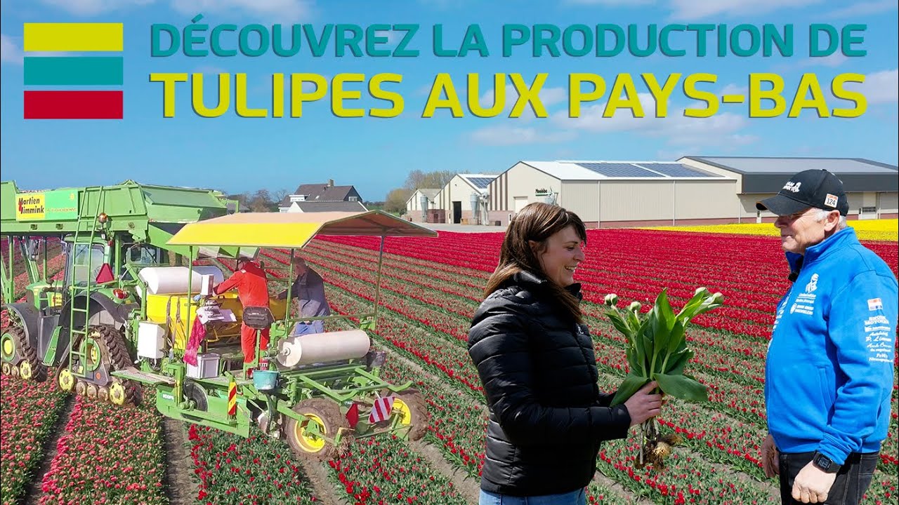 S2 - E18 : DÉCOUVREZ LA PRODUCTION DE TULIPES AUX PAYS-BAS 🇳🇱🌷🚜