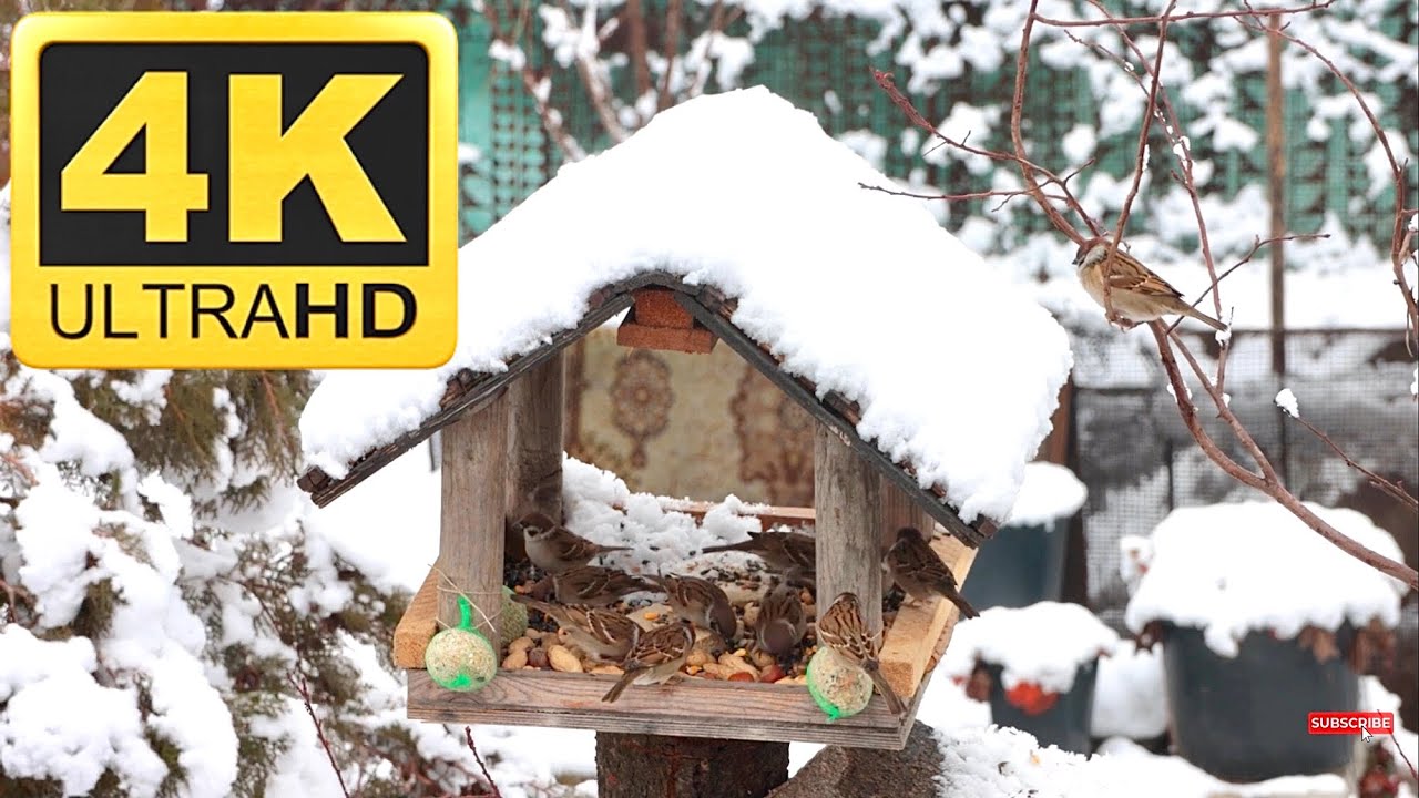 Snowy Morning - Birds at the Feeder 4K