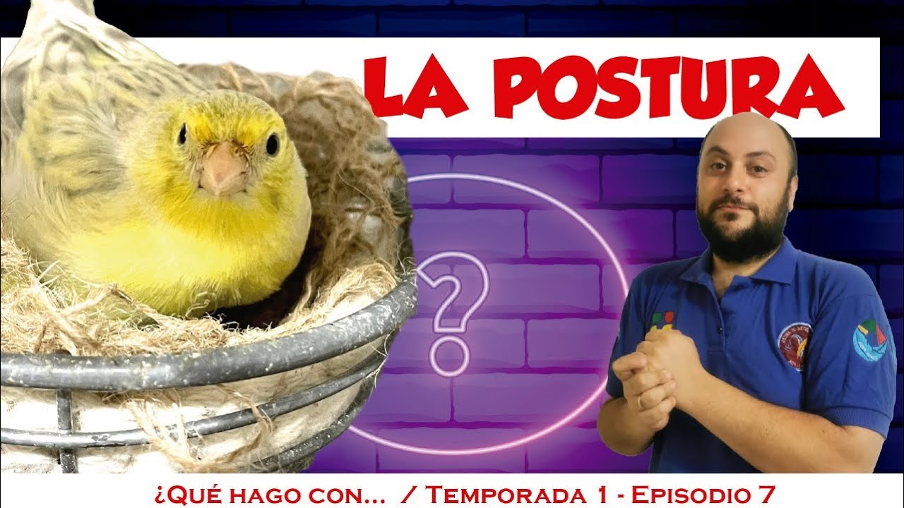 La postura, procedimiento, problemas y soluciones