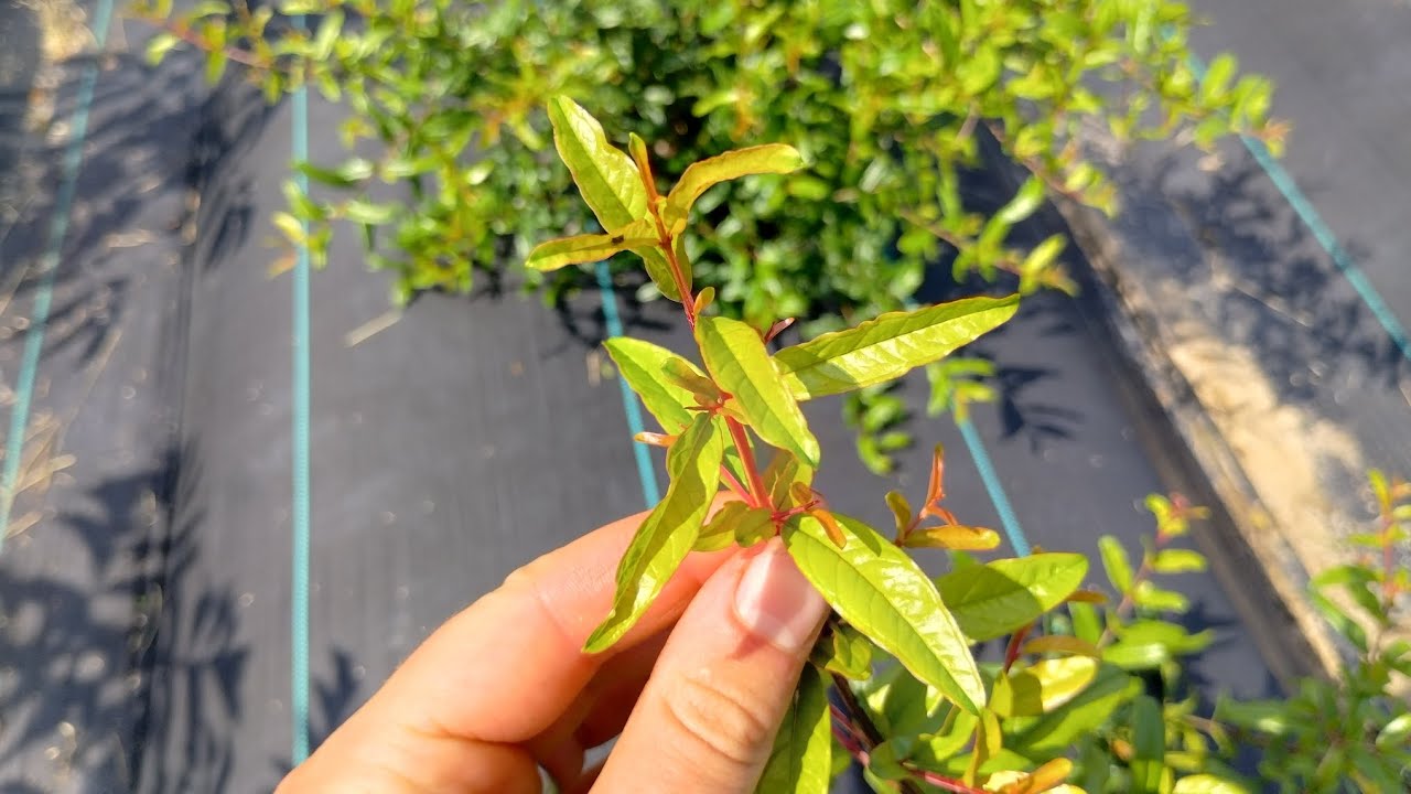 Cold Hardy Pomegranates - Let's Talk About Them!