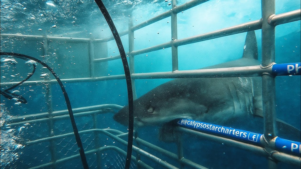 Great White Shark cage dive // Australia