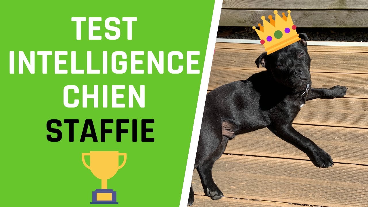 JE TESTE L'INTELLIGENCE DE MON CHIEN STAFFIE DJANGO