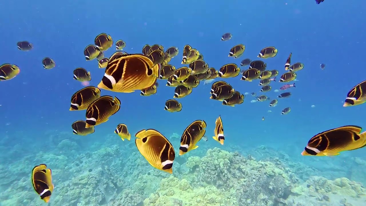 Kona 10/16/2024 - Dive 2 - Nai'a