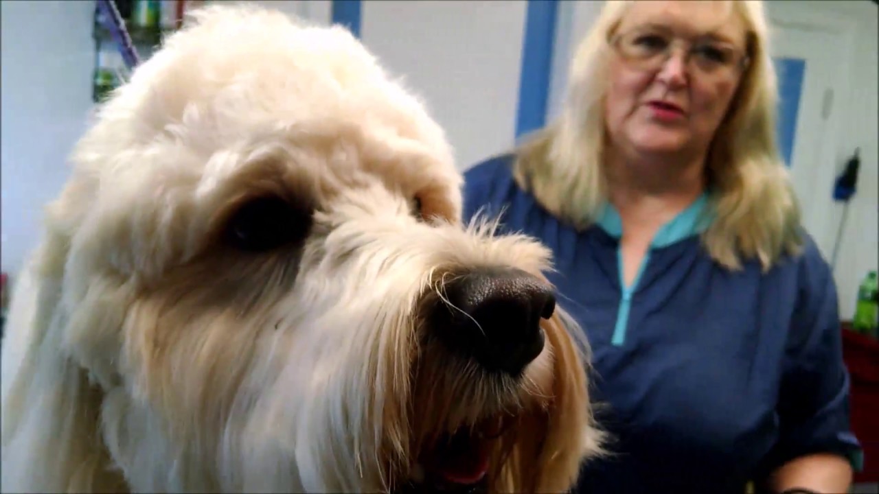 How to brush a Goldendoodle yourself
